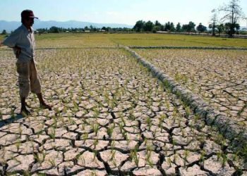 Distanbun Aceh Sebut 1.716 Hektar Lahan Sawah Kekeringan