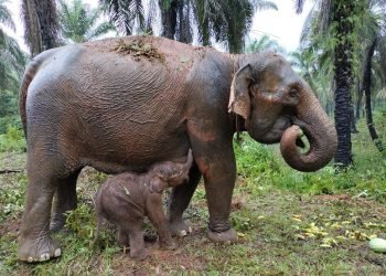 Suci Lahirkan Anak Ketiga di CRU Alue Kuyun Aceh