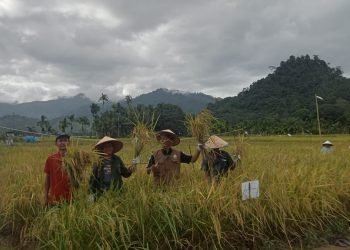 Panen Ke Empat Metode Ramah Lingkungan, Para Petani Aceh Selatan Rasakan Manfaatnya