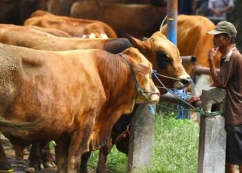 20.000 Sapi Jantan Siap Penuhi Kebutuhan Daging Meugang di Aceh