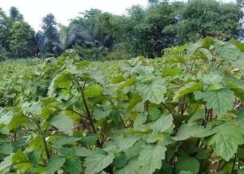 Produksi Minyak Nilam Aceh Capai 1,27 Ton