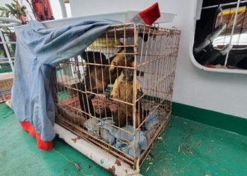 Polisi Gagalkan Penyelundupan Satwa Dilindungi di Perairan Sunda Kelapa