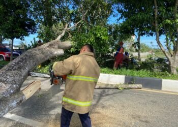 Pohon Tumbang di Pasie Lamgarot, BPBD Aceh Besar Respon Cepat Tangani Insiden