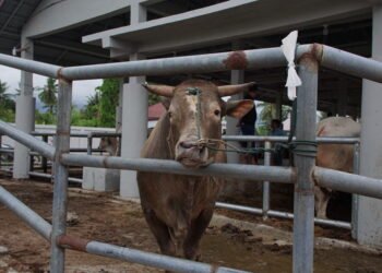 Stok Hewan Ternak untuk Meugang di Aceh Dipastikan Cukup Jelang Ramadan 1446/2025