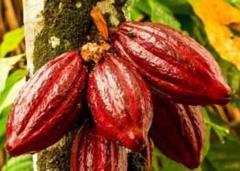 Produksi Kakao di Aceh Timur Capai 6,45 Ribu Ton