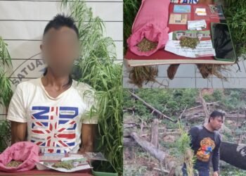 Sat Resnarkoba Polres Aceh Selatan Musnahkan Ladang Ganja dan amankan seorang terduga Pelaku