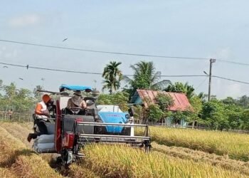 Harga Gabah Petani di Kuala Bate Abdaya Masih Rp6.000 per Kilogram