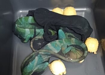 Selundupkan Kura-Kura Albino dan Iguana, Warga Thailand Ditangkap di Bandara Soetta