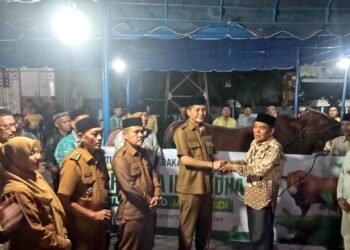 Sapi kurban Presiden di Aceh Selatan berbobot 974 Kilogram
